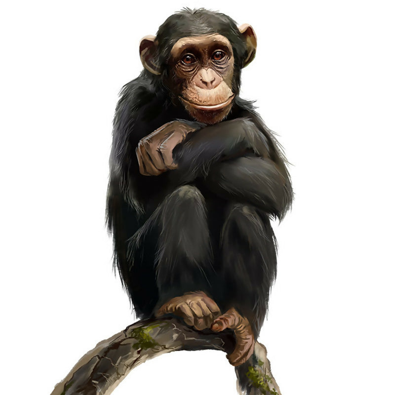 Pensive chimpanzee