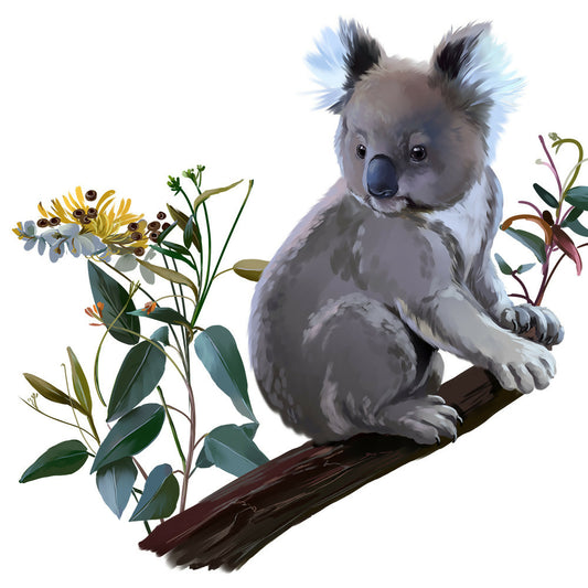 Baby koala