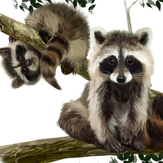 Raccoons