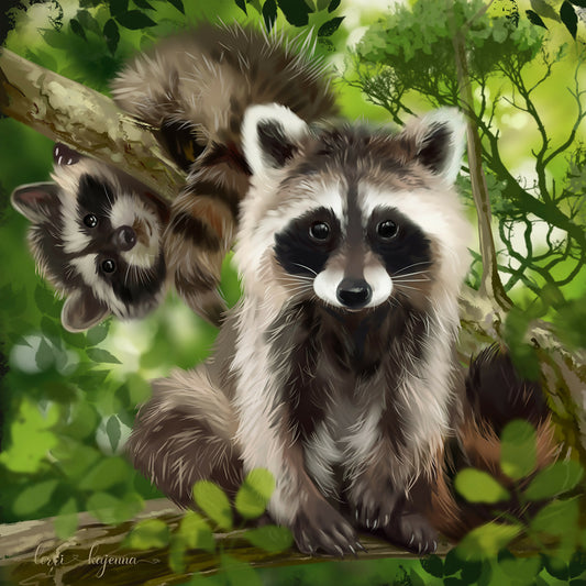 Raccoons
