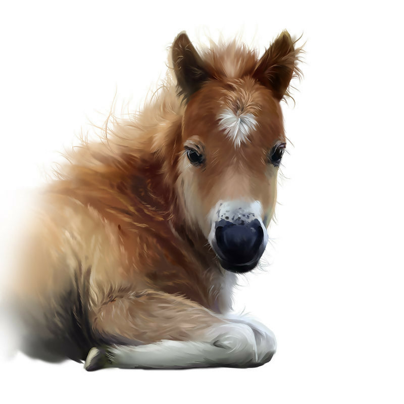The foal