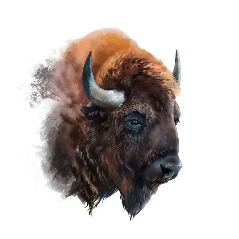 European Bison